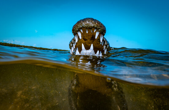 Powerful frontal view of a Chinchorro crocodile rising from water with jaws fully spread in an impressive display, revealing rows of formidable teeth against brilliant blue Caribbean sky. The split-le