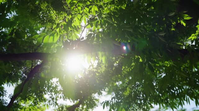 A low-angle view of sunlight piercing through dense green tree canopy, creating dappled light and soft shadows across the foliage.