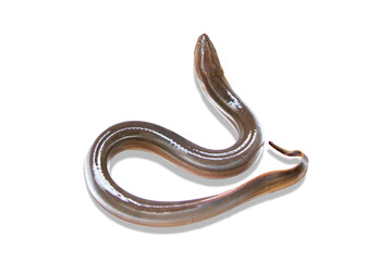 Fototapeta premium Freshwater eel, long body, found in nature, white background.