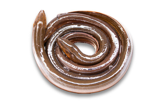 Several rice field eels against a white background.