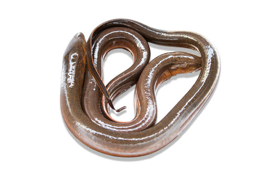 Several rice field eels against a white background.