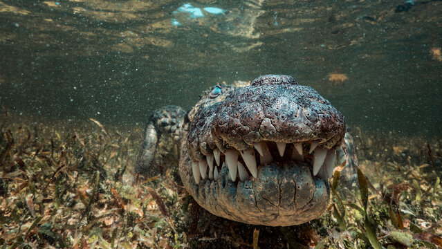Dramatic head-on underwater view of a Chinchorro crocodile facing directly toward camera with mouth wide open, showcasing rows of terrifying conical teeth. Sunlight filters through clear water at Banc