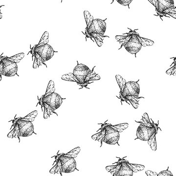 seamless pattern pollinate bee hand drawn. honey cute, black fly, sketch insect pollinate bee black sketch illustration