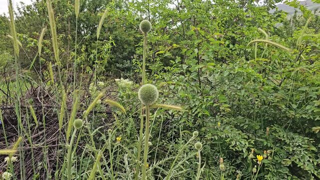 Wild spring vegetation featuring thistle plants, tall grasses, and borage blue flowers growing naturally in a lush green outdoor environment.
📍 GoshKhani, Sarvabad, Kurdistan 