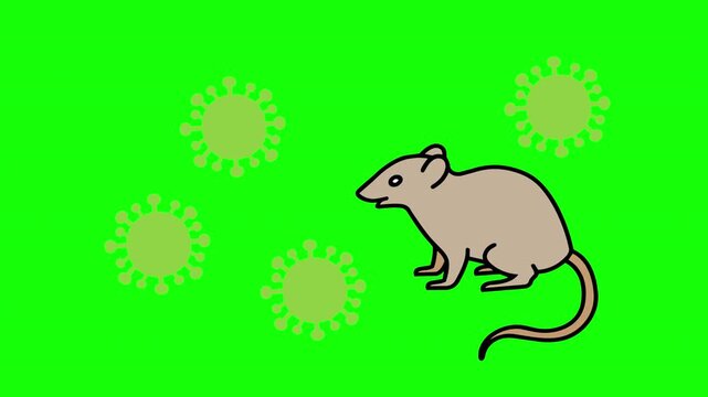 Hantavirus Disease Spread by Rodent Animated Medical Green Screen