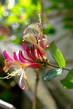 Honeysuckle in garden