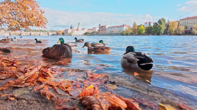 Two Nutrias sit in water near bank, with wild ducks swimming nearby on sunny autumn day with Prague in background. Coypus and ducks in Vltava River among fall foliage, slow motion, close-up.