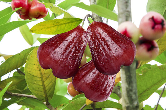 Fresh Red Wax Apples on Tree Branch with Dew Drops - Tropical Fruit Cultivation