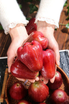 Fresh Red Wax Apples Held in Hands with Water Droplets - Tropical Fruit Harvest
