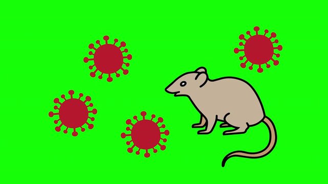 Hantavirus Transmission Concept Rodent and Virus Particles Green Screen Animation