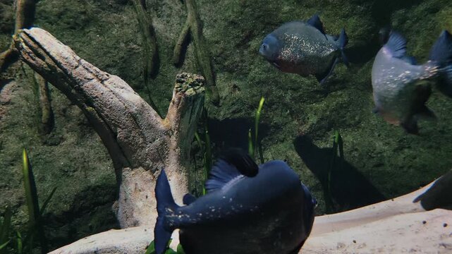 many dangerous red-bellied piranhas swimming slowly in large, murky aquarium, showcasing their predatory nature and schooling behavior in simulated natural riverbed habitat.