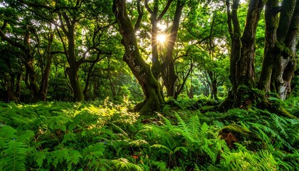 Fototapeta premium Sunlight filtering through dense forest foliage.