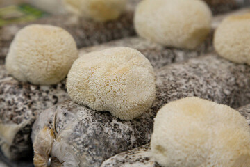 Lion's Mane Mushrooms Hericium Erinaceus Fresh White Edible Fungi Natural Growing Environment © NguyenVan