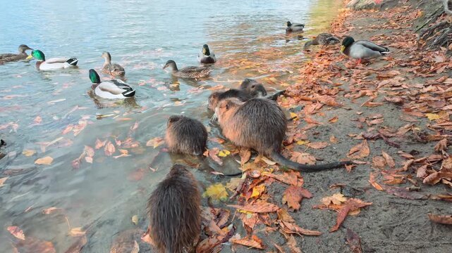 Big family of Nutrias, mother and four cubs, sit in water near shore among autumn falls foliage, wild ducks wander and swimming nearby, slow motion. Group of Coypu with mallard on fall pond