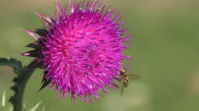 Flying Bumble Bees Insects Collecting Pollen on Thorns Flower, Pollinating Thistles, Mountains Desert Medicine Plants, Bumblebee