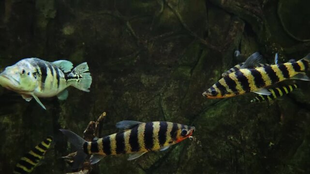 school tropical banded archerfish and peacock bass calmly swimming together inside large, dark aquarium, showcasing their distinct patterns and colors against rocky background.