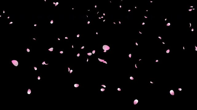 Cherry blossom petals falling animation. Pink cherry petals. Sakura leaves falling. Realistic falling blossoms. Falling petals. Japanese spring concept. Transparent background with alpha channel