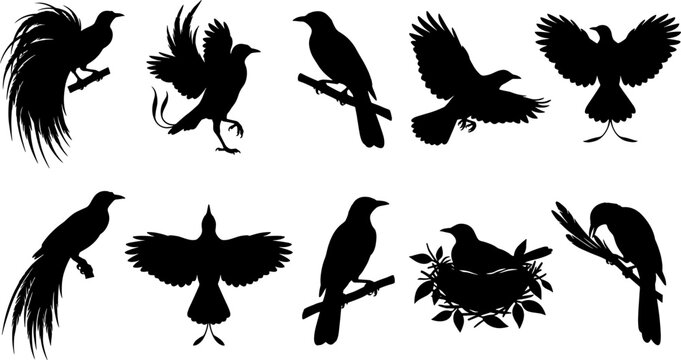 Birds of paradise silhouette pack displaying exotic avian species with elaborate plumage and display poses