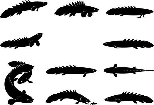 Bichir polypterus fish silhouette bundle featuring primitive elongated freshwater fish in multiple swimming poses