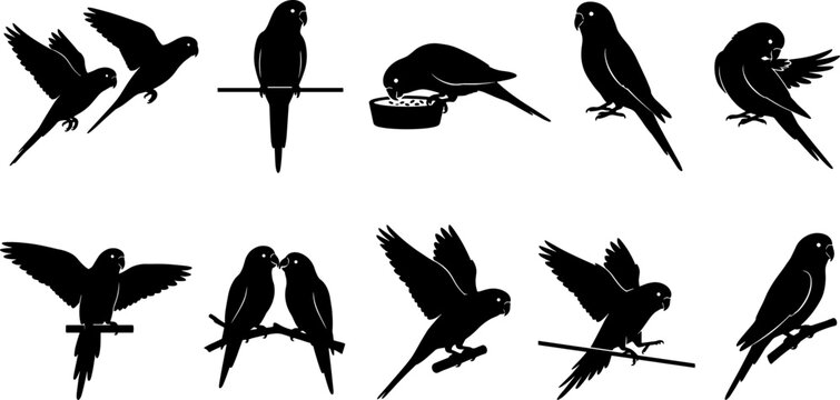 Budgie and parakeet silhouette bundle showing birds flying and perching on branches
