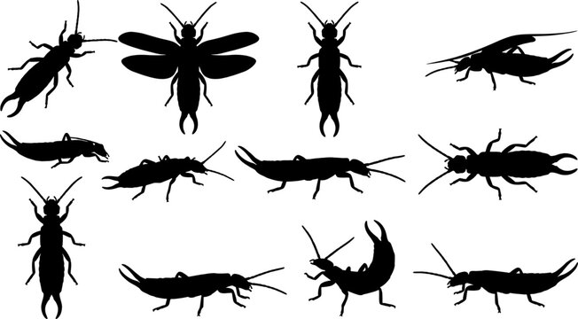 Bundle of earwig insect silhouettes from various angles and positions in a variety pack