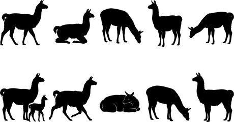 Obraz premium Collection of llama and alpaca silhouettes grazing standing and walking with young offspring set