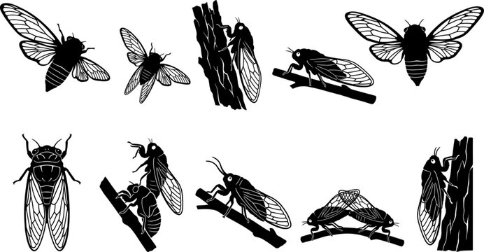 Cicada silhouette variety set showing detailed insect wings and perching positions on bark