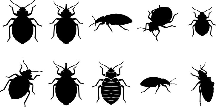 Cimex bed bug silhouette collection illustrating different body shapes and positions of invasive pests
