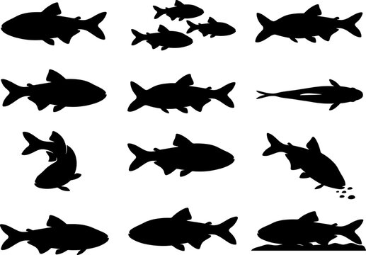 Collection of carp fish silhouettes showing freshwater species swimming and jumping for fishing graphics
