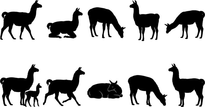 Collection of llama and alpaca silhouettes grazing standing and walking with young offspring set