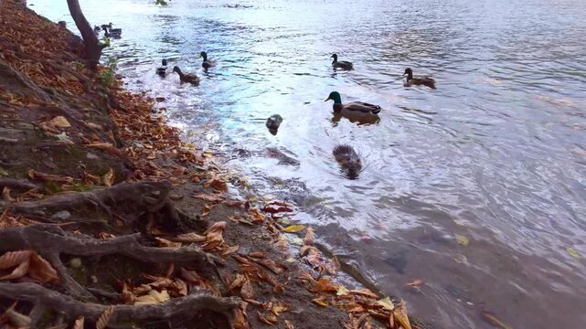 Two Muskrats (Ondatra zibethicus) swim in water near riverbank while wild ducks pass by. Steep riverbank is covered with autumn leaves. It's natural river scene with muskrats and mallards in fall time