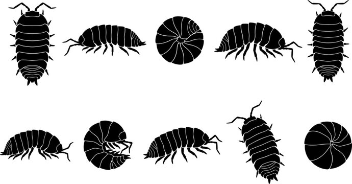 Isopod and pill bug silhouette set showing rolled up and walking positions