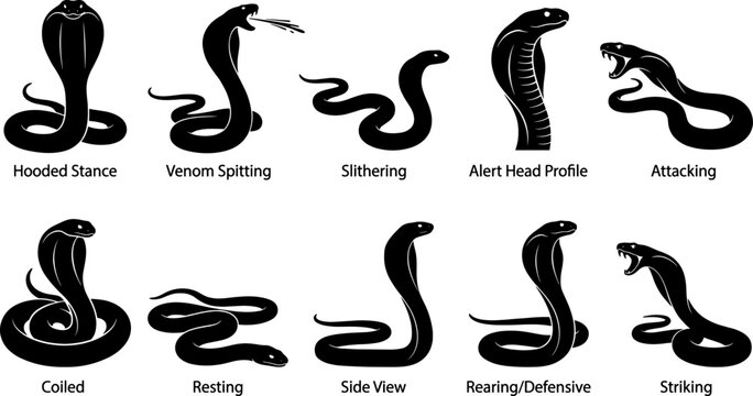 King cobra snake silhouette collection with descriptive labels for educational and safety training materials