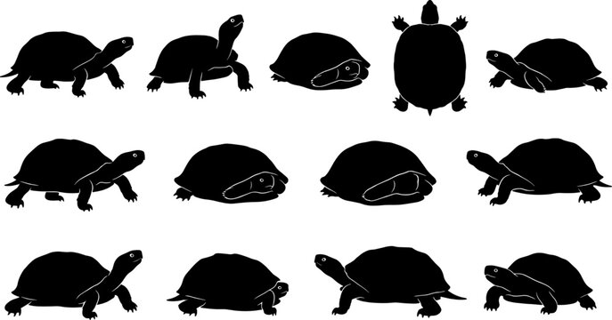 Land turtle and tortoise silhouette pack showing different walking and resting reptile poses for education