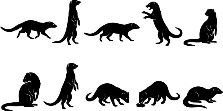 Mongoose silhouette set depicting various predatory and alert behaviors for nature and wildlife design