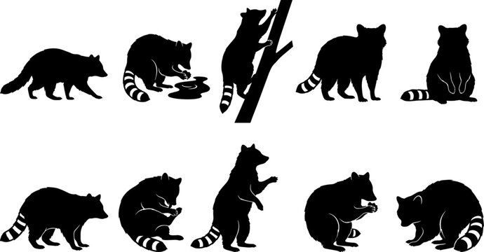 Pack of raccoon silhouettes walking and climbing in a wildlife animal set