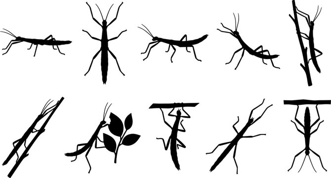 Pack of stick insect silhouettes showing various walking and climbing poses on branches
