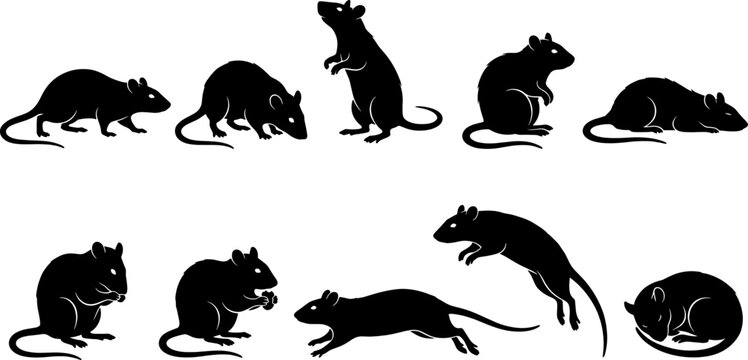 Rat and mouse silhouette set featuring rodents in crawling standing and eating positions