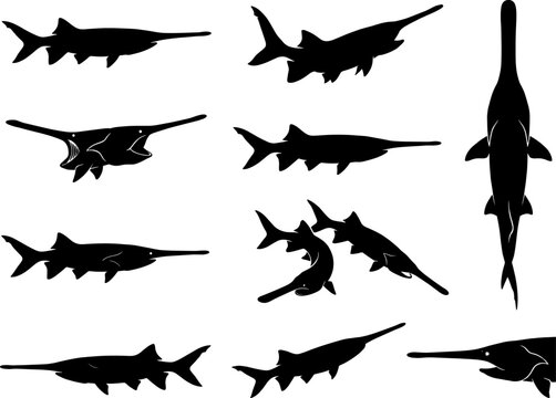 Sawfish and paddlefish silhouette pack showing unique snout shapes and swimming profiles for aquatic biology