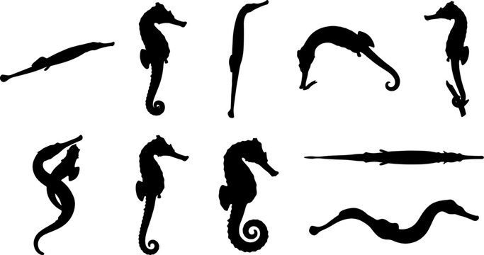 Seahorse and pipefish silhouette bundle showing elongated marine fish in vertical poses