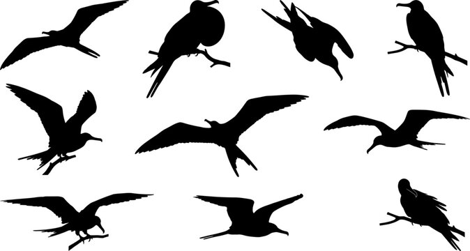 Set of frigatebird silhouettes depicting seabirds flying and perching with distinct forked tail shapes
