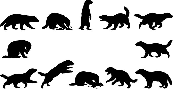 Set of honey badger silhouettes depicting aggressive mammals digging and standing in natural poses