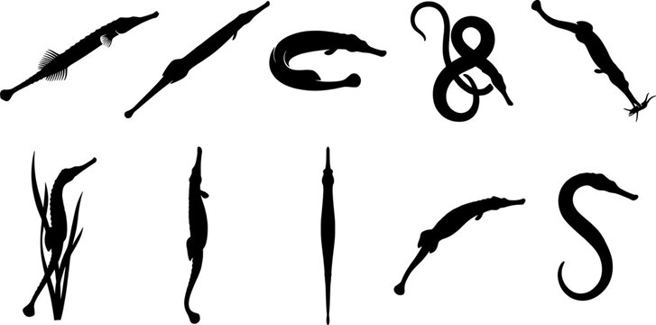 Set of pipefish silhouettes in various swimming and vertical positions for marine graphics