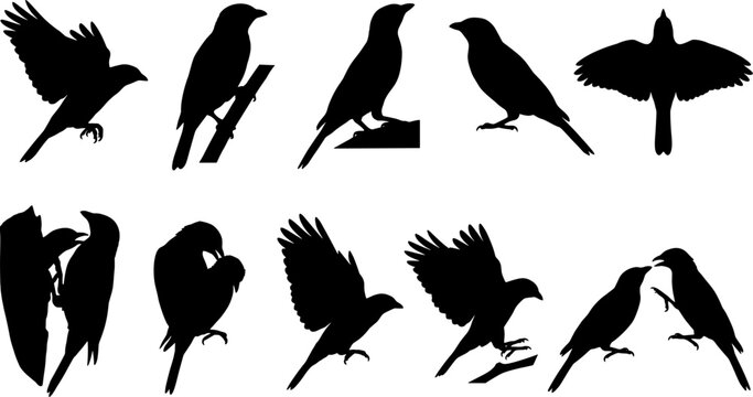 Starling bird silhouette pack illustrating various flight patterns and perching behaviors of common birds