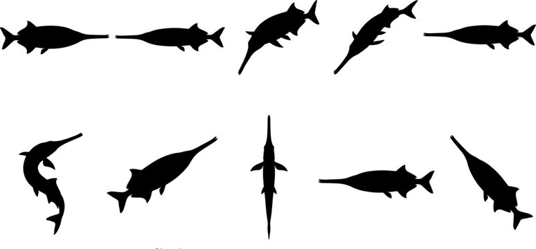 Swordfish marlin billfish silhouette collection set depicting fast marine predators swimming in the ocean