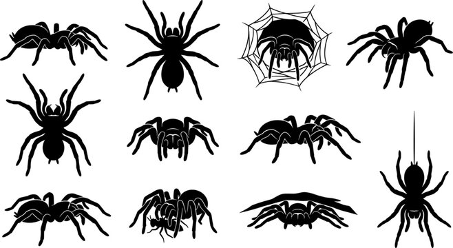 Tarantula spider silhouette variety pack featuring various crawling and predatory poses for nature themed projects