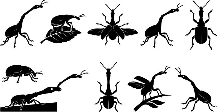 Unique collection of giraffe weevil silhouettes showing long necks and flying poses
