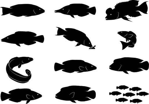 Variety of wrasse and cichlid fish silhouettes in an aquatic animal set