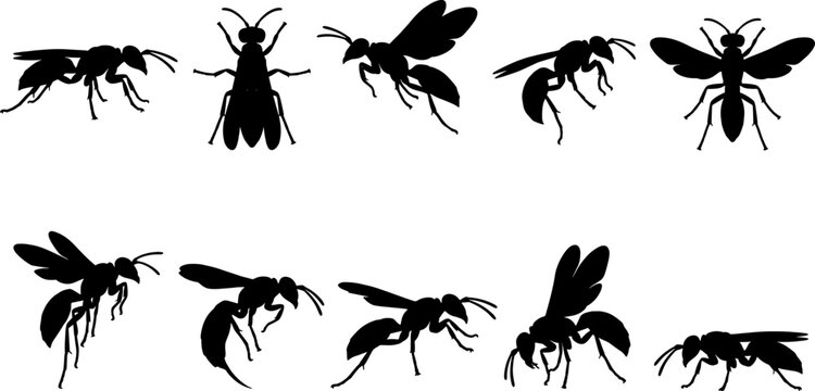 Wasp and hornet silhouette set illustrating stinging insects in flight and crawling on surfaces