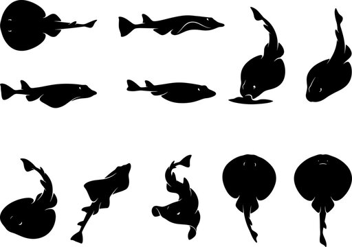 Variety pack of stingray and skate silhouettes from top and side profile views set